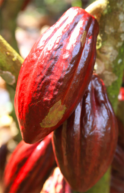 Rote Kakaofrüchte am Baum